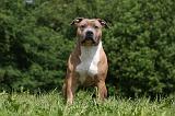 AMSTAFF ADULT 455